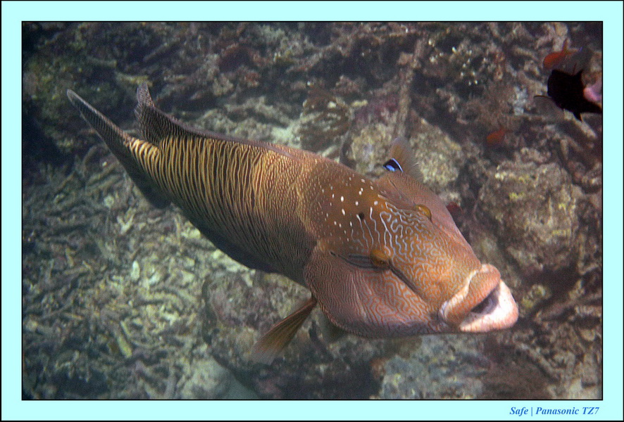 2011 - 08 - Borneo - Sipadan 077